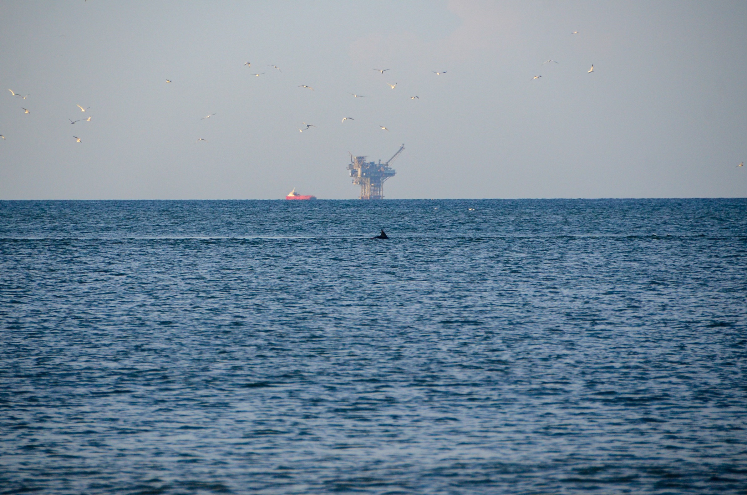 The Beauty of Dolphins and Drilling Rigs